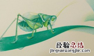 蝈蝈需要喂水吗 养蝈蝈对人的坏处