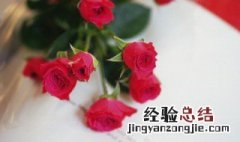 玫瑰一般哪几个月施肥 玫瑰花什么季节施肥