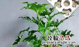 春羽的风水作用 春羽的风水作用和功效