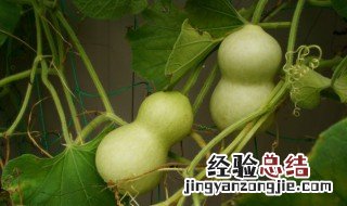 葫芦龙头断了的禁忌及风水寓意有哪些 葫芦龙头断了的禁忌与风水寓意有哪些
