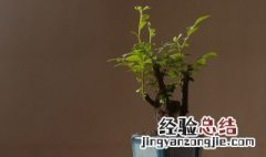 家里为什么不能养黑骨茶 家里能养黑骨茶吗