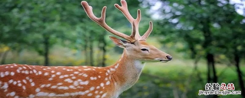 梅花鹿的寓意与象征 梅花鹿的寓意和象征是什么?