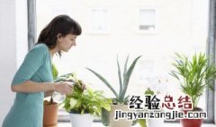 如何自制盆栽肥料 盆栽植物怎么自制肥料