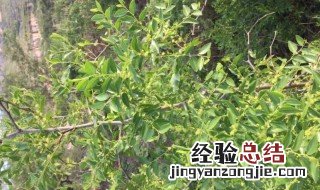 盆栽枣树种植方法 如何盆栽枣树