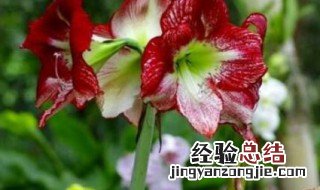 朱顶红适合室内养殖吗 室内可以养朱顶红吗