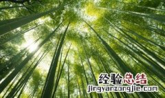 屋后竹子风水禁忌 房子后有竹子风水禁忌及寓意