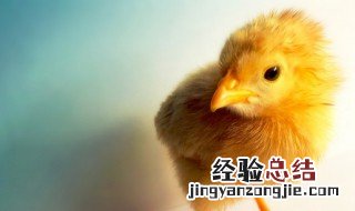 小鸡的脚印像什么形状 小鸡的脚印像什么