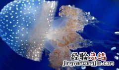 海蜇可以冷冻吗 海蜇能不能冷冻呢