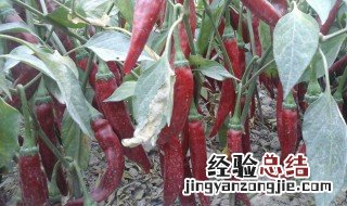 色素椒的种植方法和管理技术视频 色素椒的种植方法和管理技术