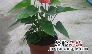 红掌的种植时间和方法图片 红掌的种植时间和方法