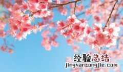 家居盆栽花卉怎么浇水 阳台盆栽花卉怎样用自来水浇