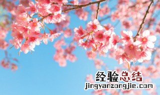家居盆栽花卉怎么浇水 阳台盆栽花卉怎样用自来水浇