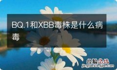 BQ.1和XBB毒株是什么病毒