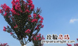 紫薇树种在大门左侧好吗 紫薇树种在大门边好吗