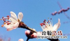 桃树枝放枕头下的作用、对胎儿会有影响吗 桃树枝放枕头下的作用