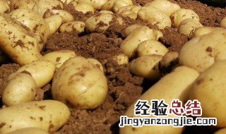 土豆种植多久可以采收 土豆种植多久才收获