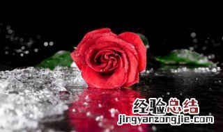玫瑰花可以保存多久 关于玫瑰花的保存时间介绍