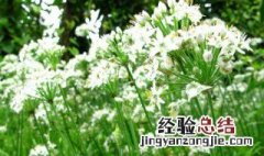 韭苔花可以吃么 韭苔花是可以吃的吗