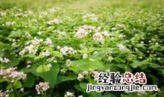 木香花的缺点是什么 木香花的缺点是什么呢