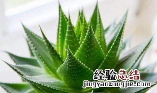 芦荟开花什么风水预兆 芦荟开花是在风水上是好兆头吗