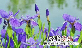 菱花的寓意和象征代表什么意思 花菱是什么意思