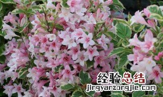 花叶锦带图片 花叶锦带养殖方法