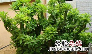 家里养麒麟掌好不好 家里养麒麟掌的忌讳及风水讲究