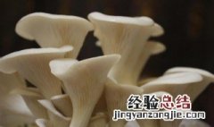 家里长蘑菇风水上有哪些影响 家里长蘑菇是吉是凶