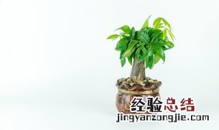 发财树放办公桌左边还是右边旺财 发财树放办公桌左边还是右边