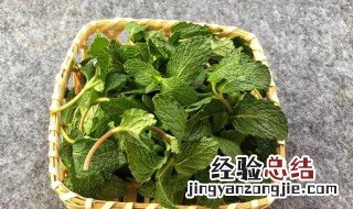 薄荷清洗用什么方法最好 薄荷清洗用什么方法