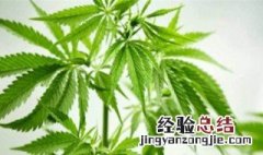 汉麻的种植方法 汉麻的种植及应用