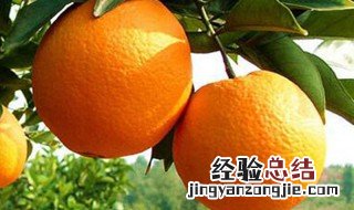 秭归夏橙什么时候成熟 秭归夏橙每年的成熟时间