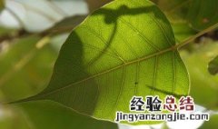 菩提叶子象征着什么寓意好 菩提叶子象征着什么寓意