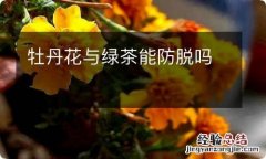 牡丹花与绿茶能防脱吗