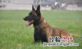 怎么样训练马犬叫 训练马犬的3个小技巧