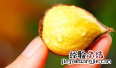 栗子能放冰箱冷冻吗 栗子能放冰箱冷冻吗多久