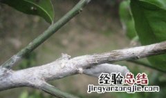 哪些花不能用石硫合剂 种花用的石硫合剂有什么作用