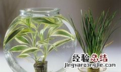 吊兰可以用牛奶浇吗 吊兰可以用牛奶浇吗视频