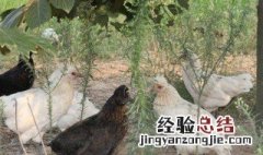 树下养殖什么好 树下适合种植什么