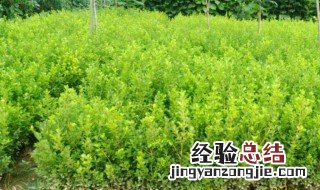 小叶黄杨修剪方法图片 小叶黄杨修剪方法