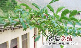 盆栽核桃树的种植方法 盆栽核桃树的栽培方法