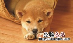 如何挑选约克夏幼犬颜色 如何挑选约克夏幼犬