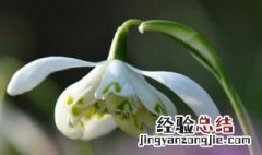 雪滴花养多久开花 雪滴花怎么养