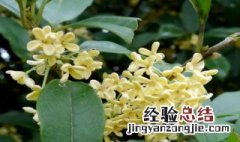 桂花树夏天落叶是什么原因 桂花树夏天掉叶子怎么回事