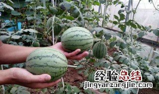 南方七月份种什么蔬菜 南方地区七月份适合种什么菜
