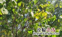 盆栽丁香花怎么养殖 怎样养殖丁香花