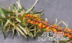 沙棘会开花吗 沙棘开花吗?