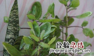 室内冬天冻不死的常绿植物 冬天冻不死的常绿植物