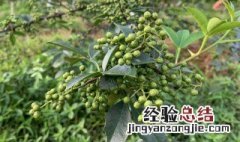 青花椒能除螨是真的假的 青花椒除螨的原理