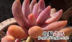 多肉植物红手指怎么养 多肉植物红手指的养殖方法